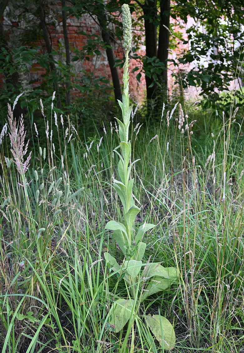 Image of Verbascum thapsus specimen.