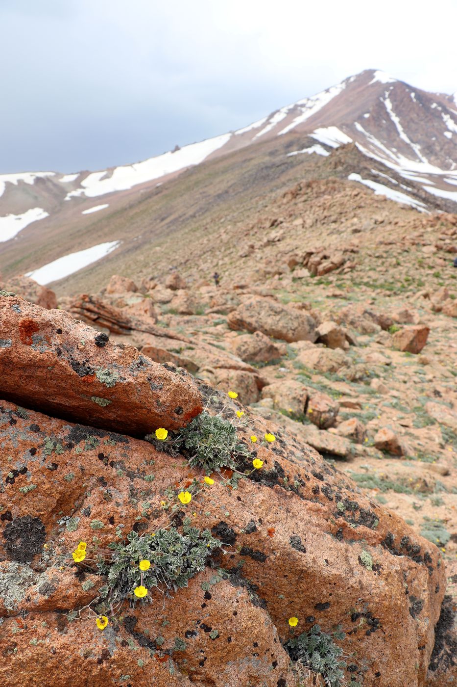 Image of Potentilla hololeuca specimen.
