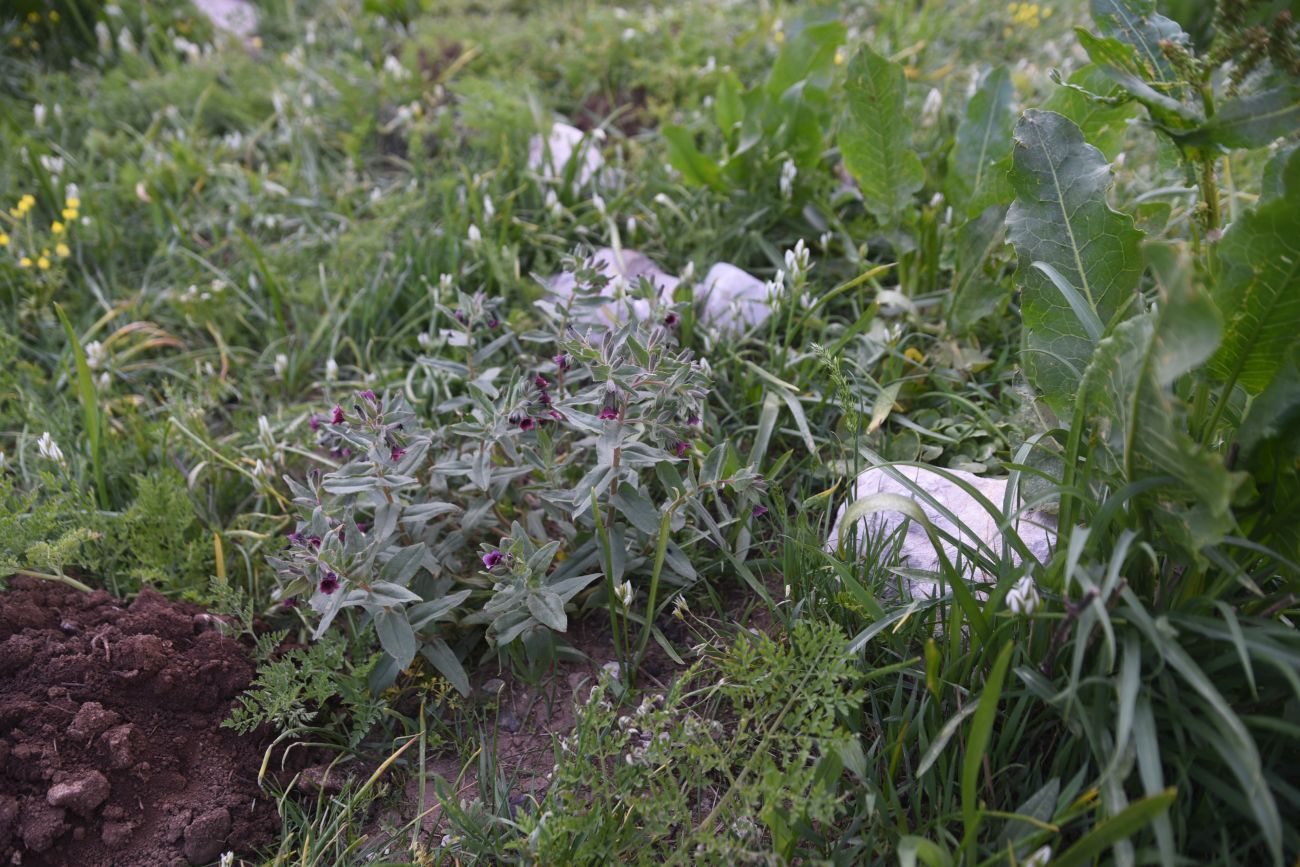 Изображение особи род Nonea.