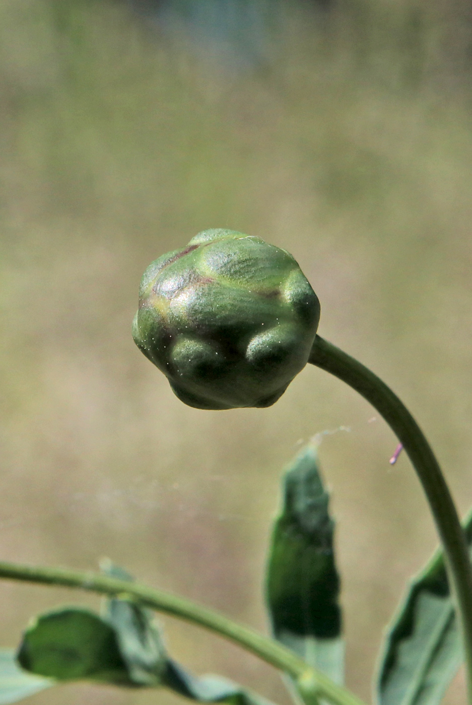 Изображение особи Rhaponticoides ruthenica.