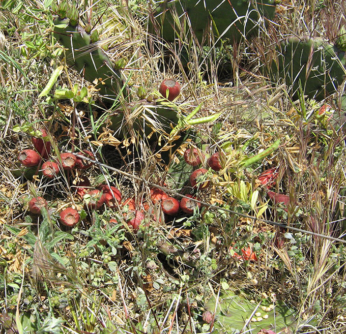 Изображение особи Opuntia macrorhiza.