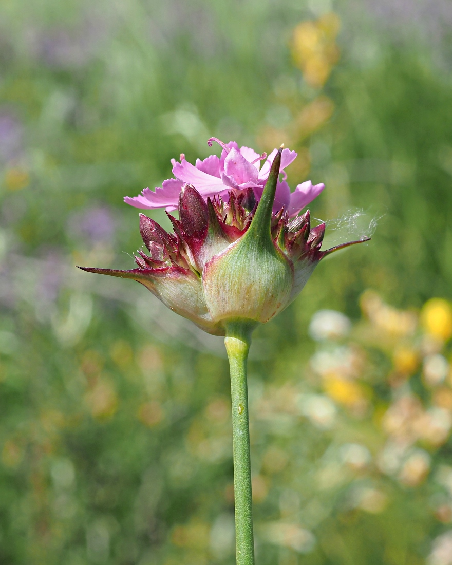 Image of Dianthus andrzejowskianus specimen.