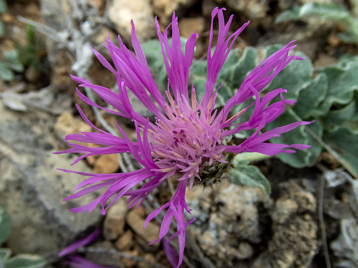 Изображение особи Psephellus declinatus.