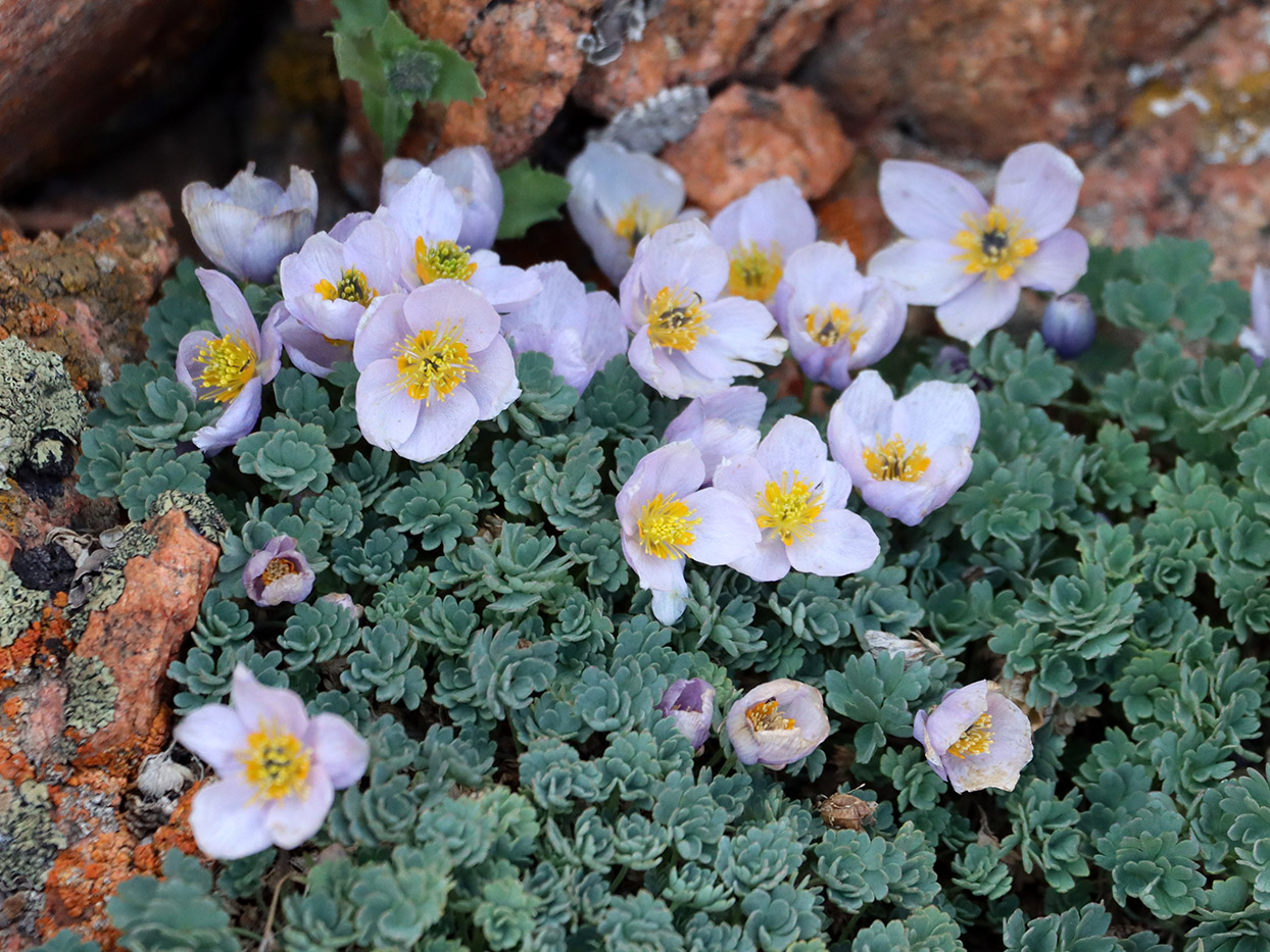Image of Paraquilegia caespitosa specimen.