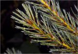 Pinus sylvestris. Верхушка побега с капоями дождя на иглах. Московская обл., Раменский р-н, окр. дер. Хрипань, садовый участок. 10.06.2012.