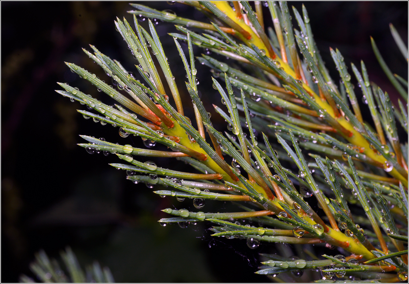Image of Pinus sylvestris specimen.