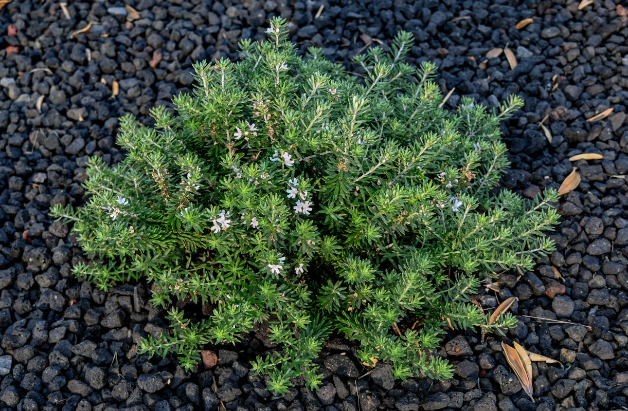 Изображение особи Westringia fruticosa.