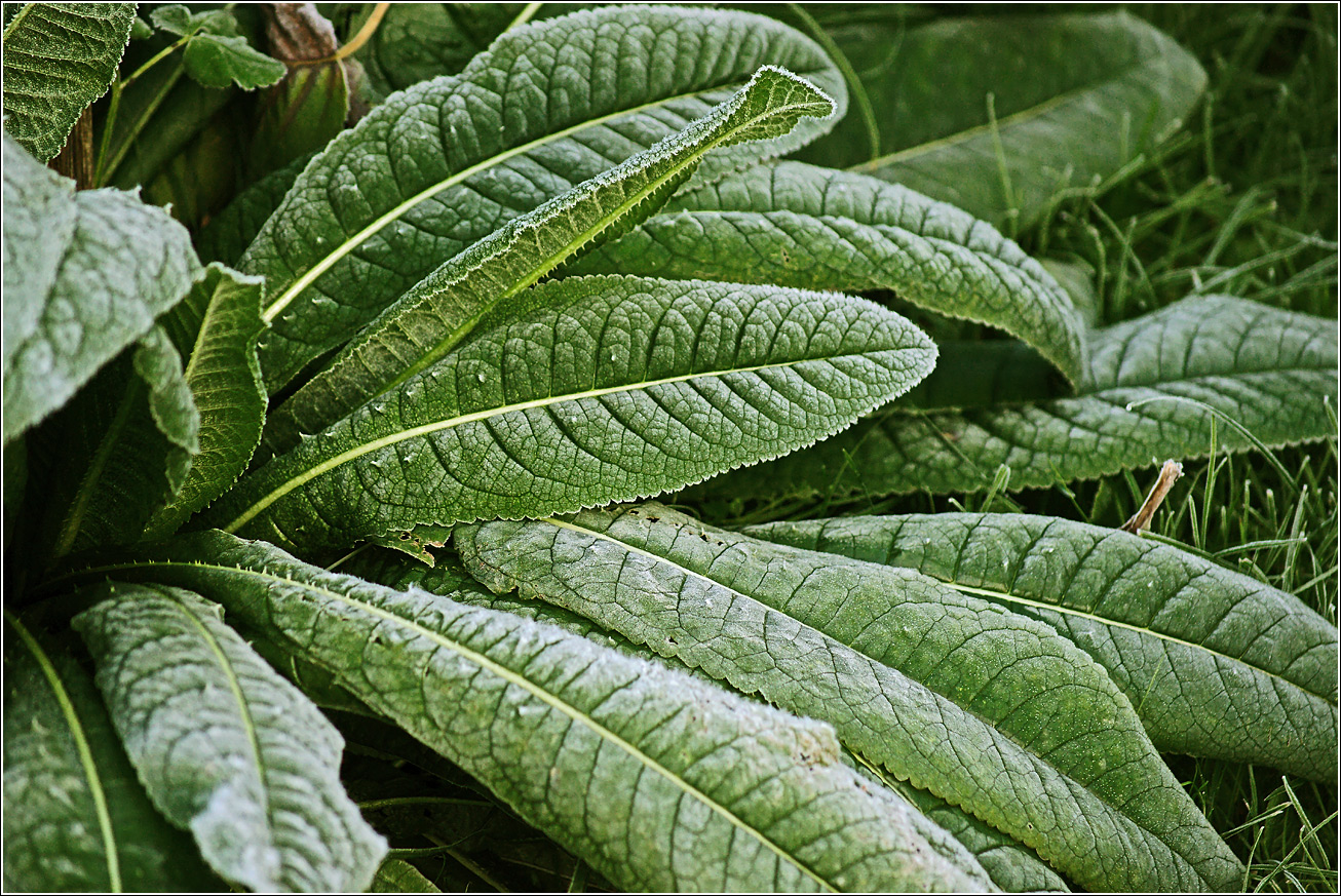 Изображение особи Неопознанный вид.