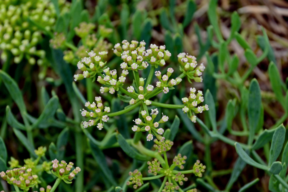 Изображение особи Crithmum maritimum.