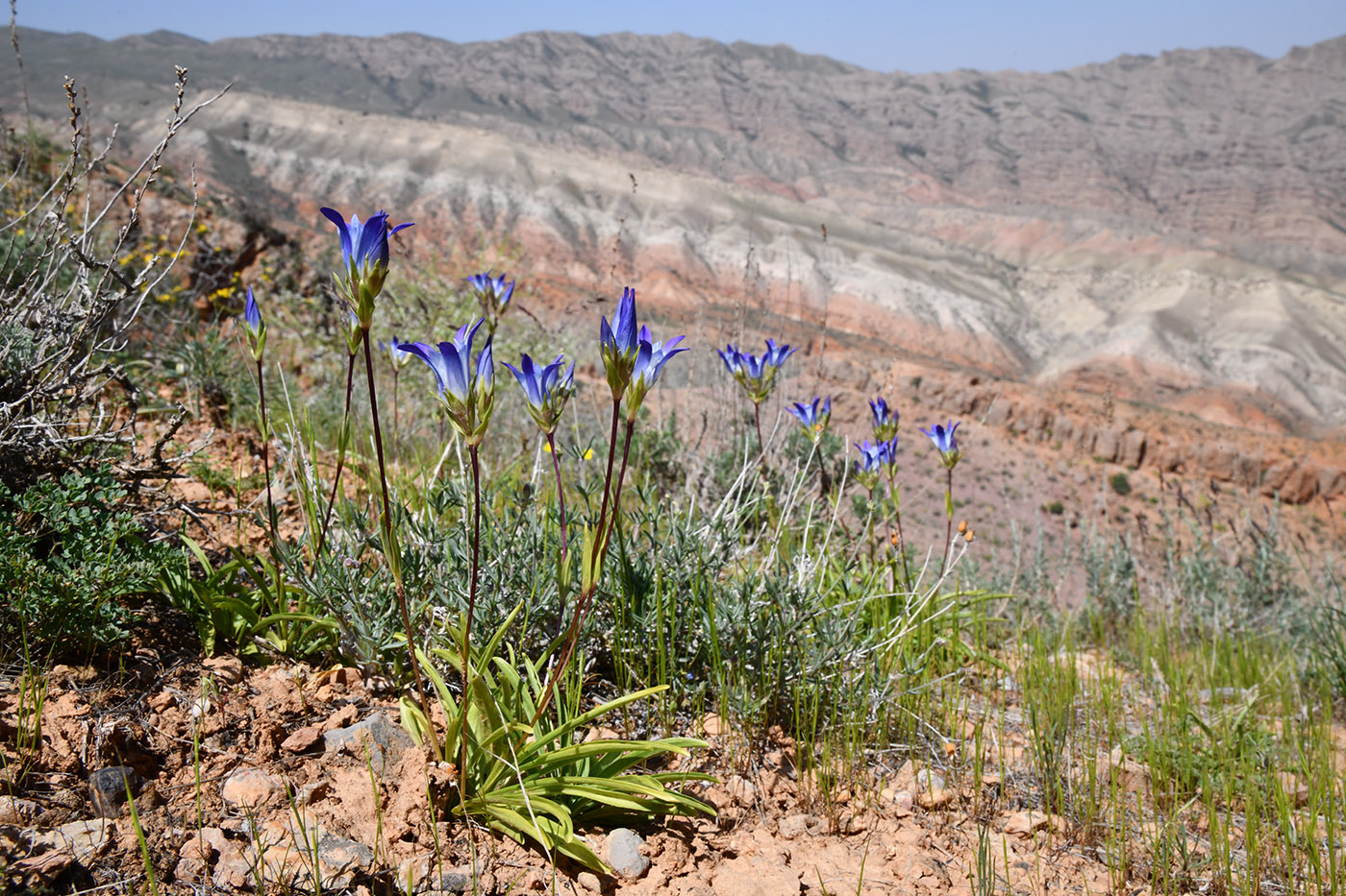 Image of Gentiana olivieri specimen.