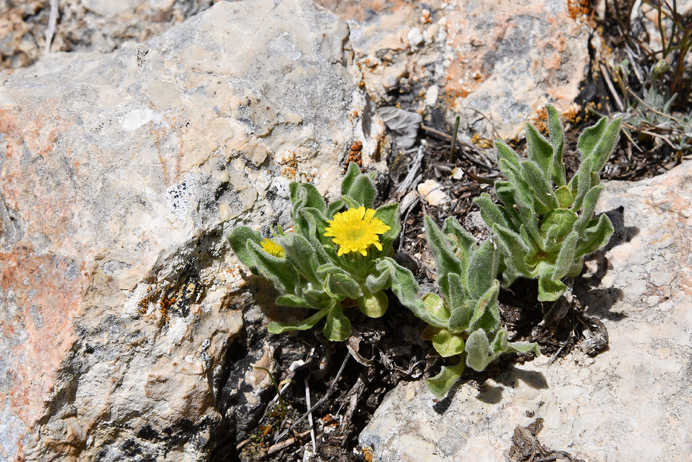 Изображение особи Erigeron cabulicus.