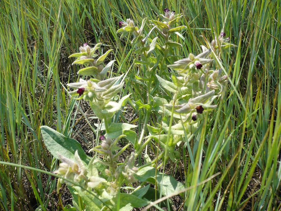 Image of Nonea rossica specimen.