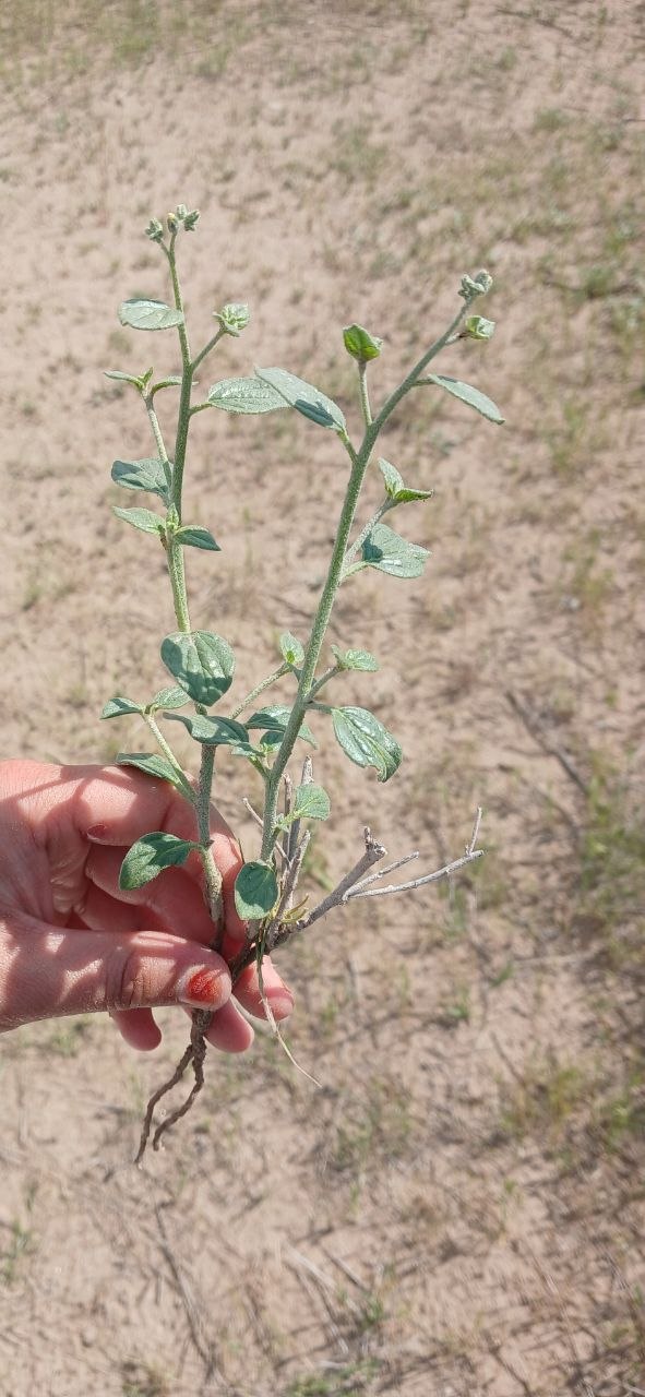 Image of Aerva lanata specimen.