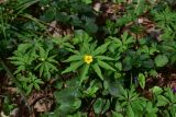 Anemone ranunculoides. Цветущее растение. Республика Адыгея, дол. р. Аминовка, примерно 1,5 км от села Каменномостский, ок. свежего обвала, широколиственный лес. 3 апреля 2026 г.