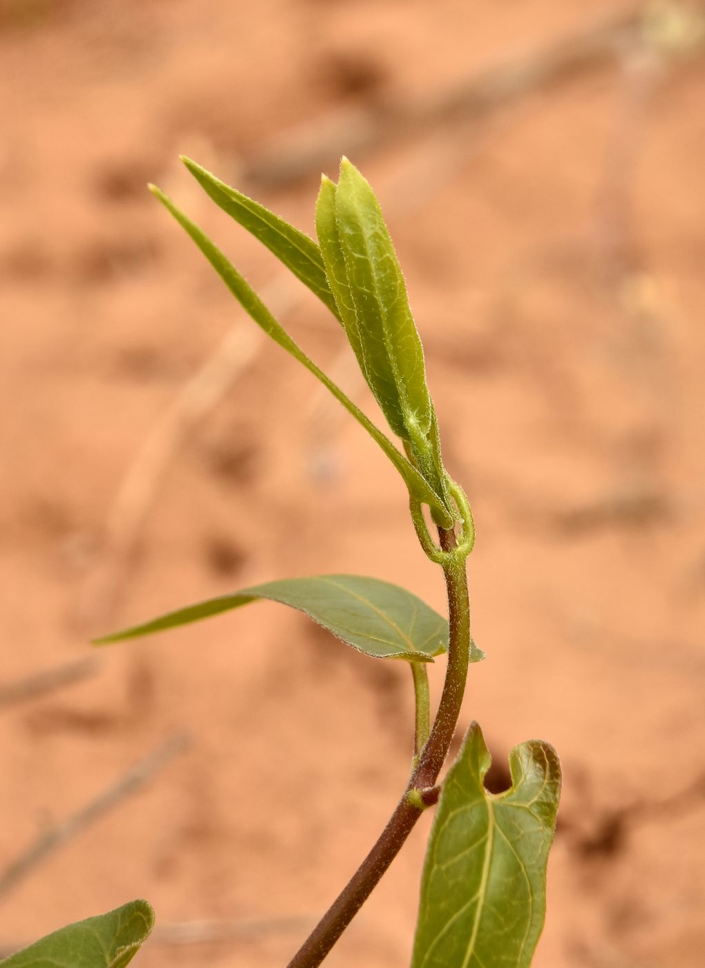 Image of Cynanchum acutum specimen.