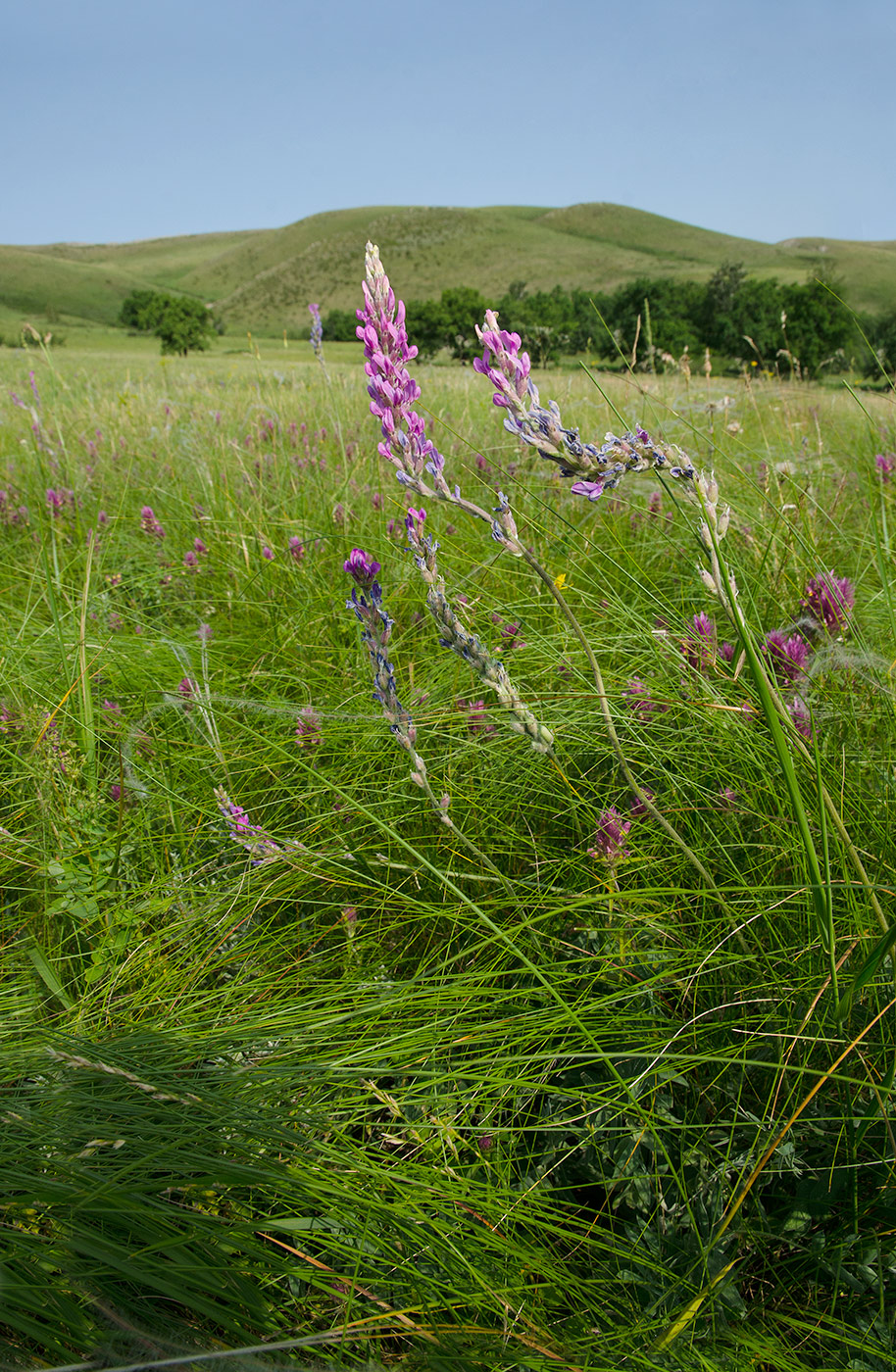 Изображение особи Oxytropis kasakorum.