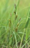 Carex kirganica. Верхние части побегов с соплодиями и отцветшими тычиночными колосками. Приморский край, Ханкайский р-н, окр. с. Новониколаевка, оз. Ханка, памятник природы \"Мыс Девичьи Пески\", на сыром лугу. 27.05.2026.