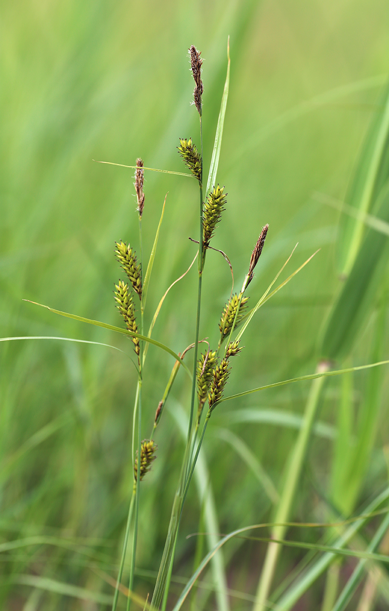 Image of Carex kirganica specimen.