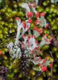 род Cladonia