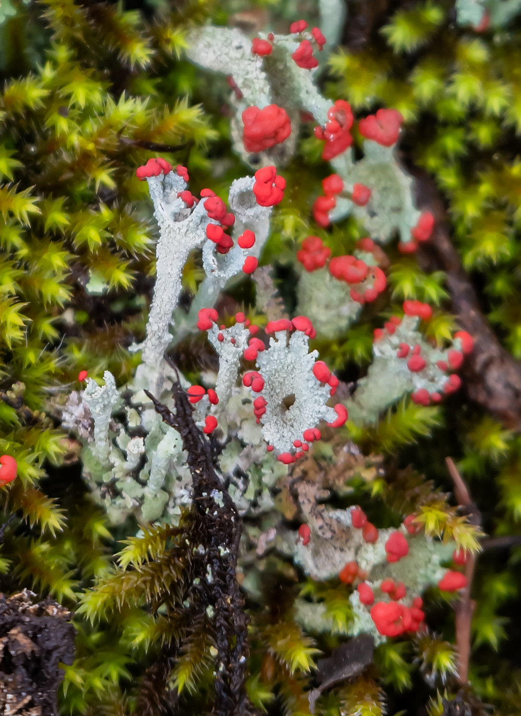 Изображение особи род Cladonia.