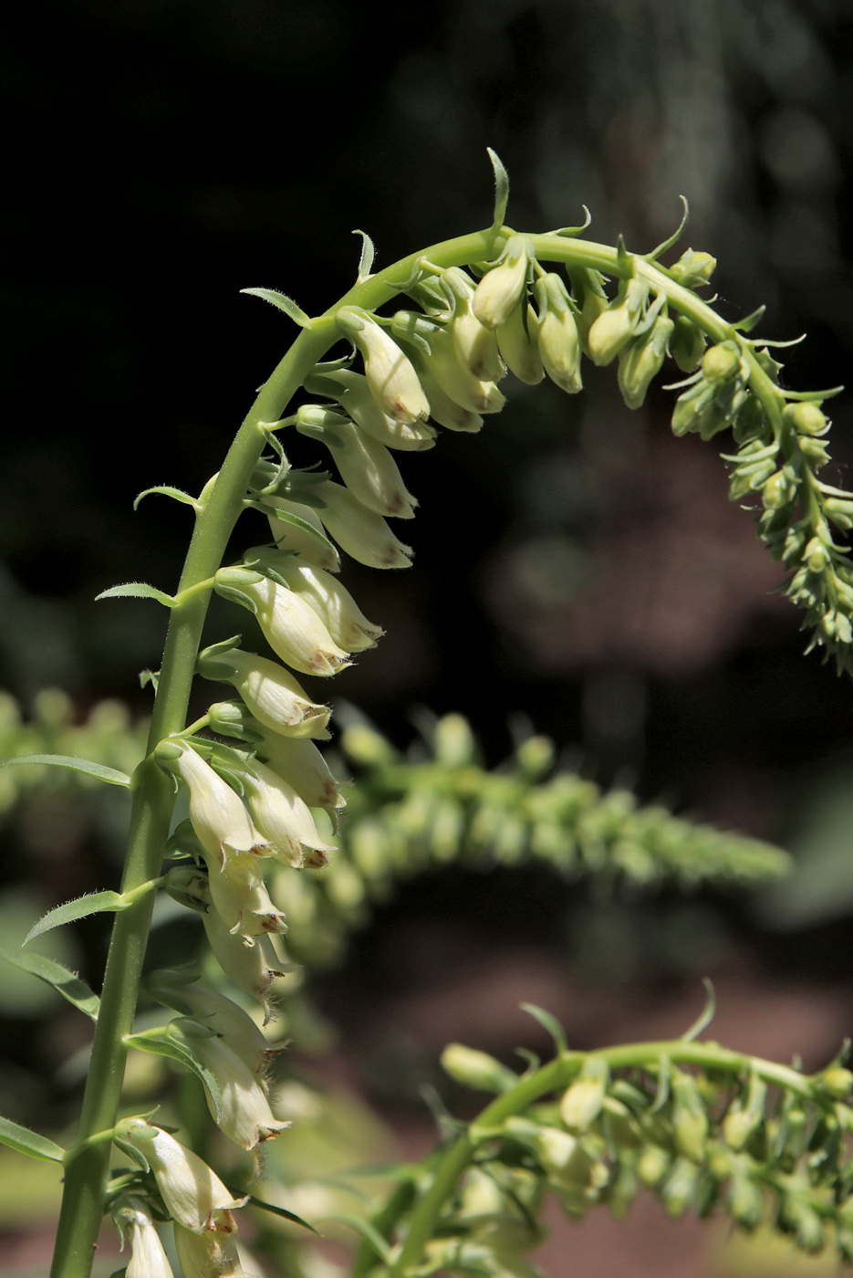 Image of Digitalis ciliata specimen.