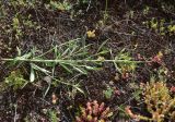 Centranthus longiflorus. Расцветающее растение. Грузия, край Самцхе-Джавахети, Ахалцихский муниципалитет, левый борт р. Цинубанисцкали, 1,5 км выше по течению от горячего источника Цинубани, горная степь. 9 июня 2026 г.