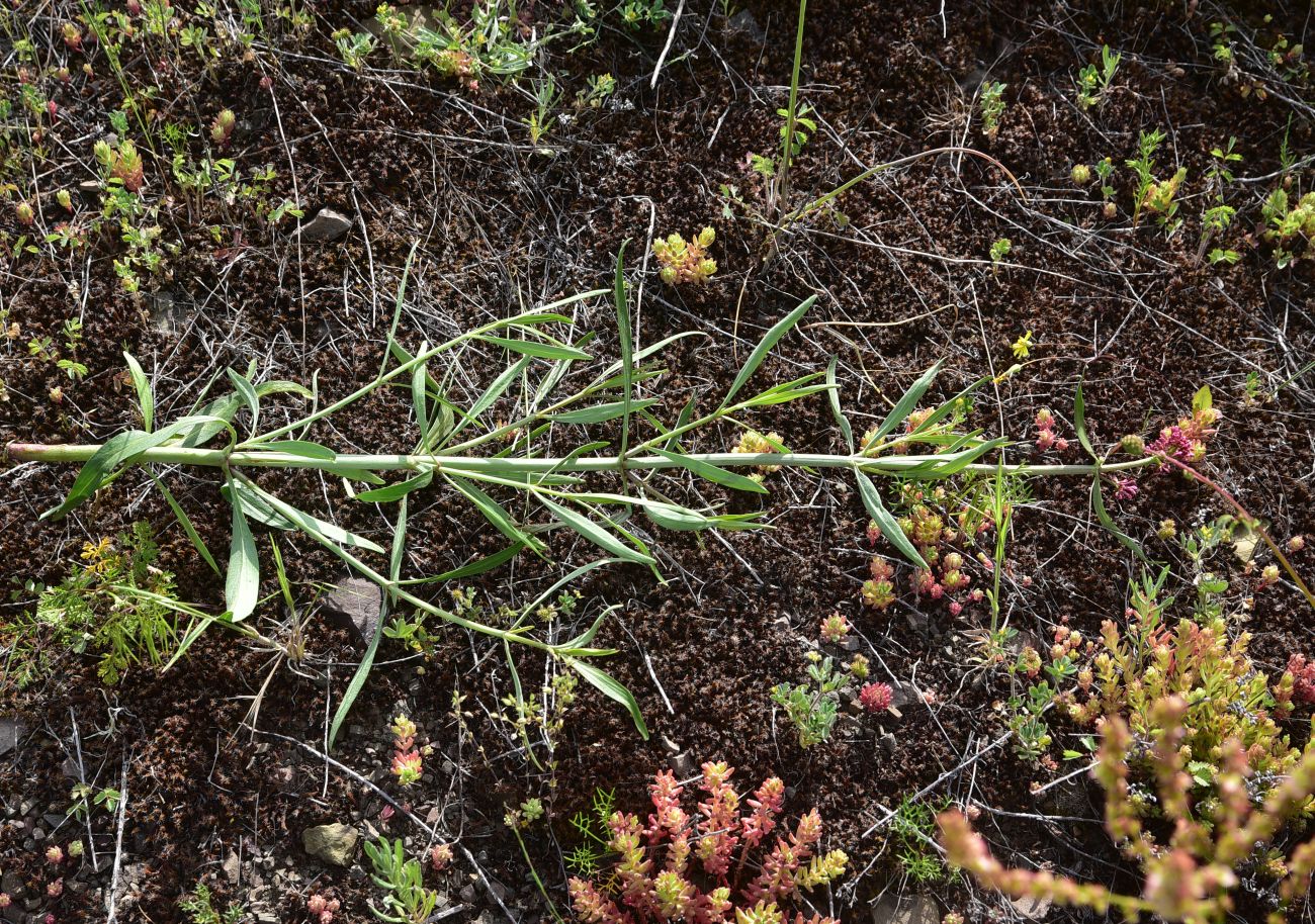 Image of Centranthus longiflorus specimen.