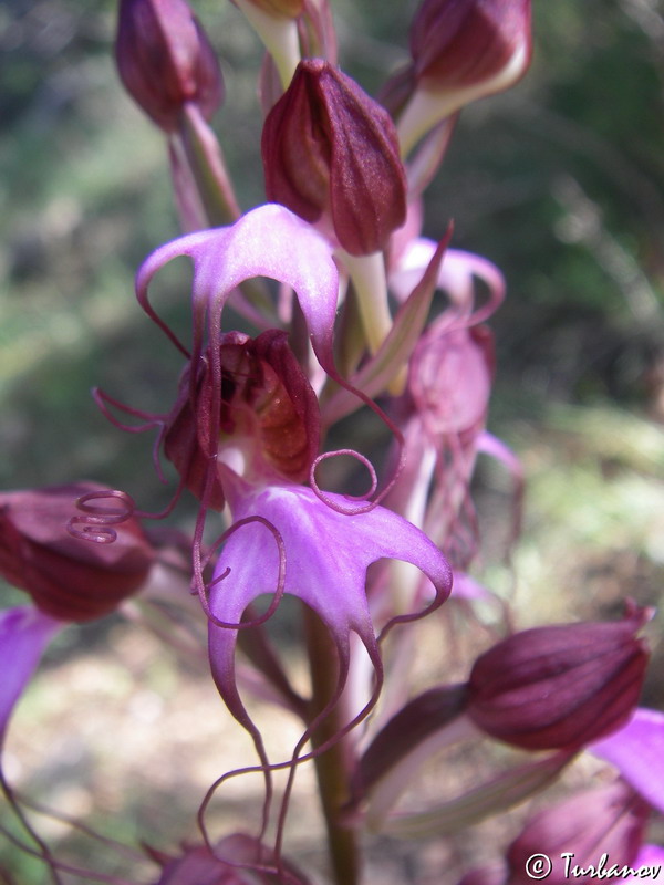 Image of Himantoglossum comperianum specimen.