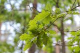 Image of taxon representative. Author is Зоя Эль