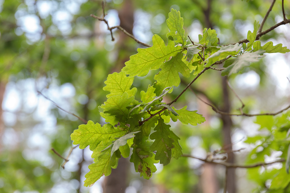 Image of Quercus robur specimen.