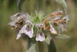 Stachys germanica