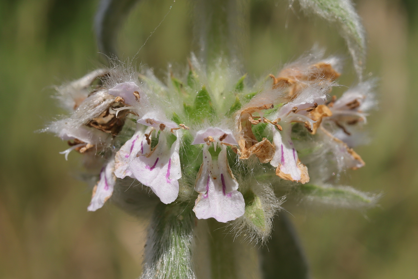 Image of Stachys germanica specimen.