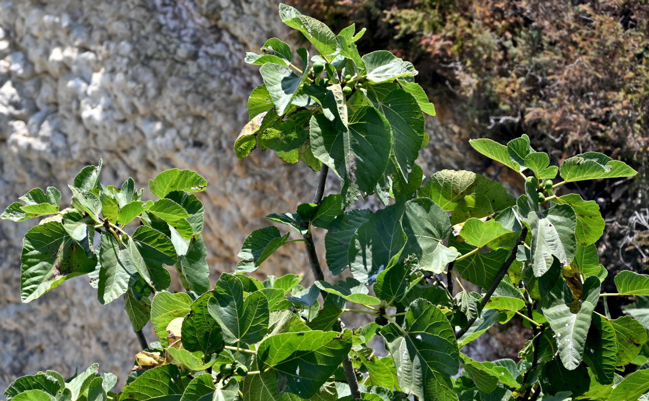 Image of Ficus carica specimen.