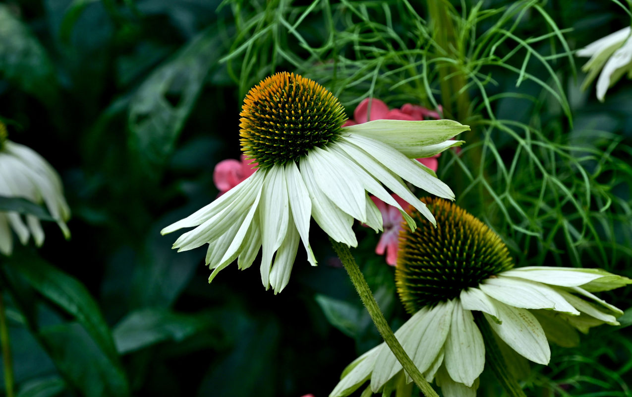 Image of Echinacea purpurea specimen.