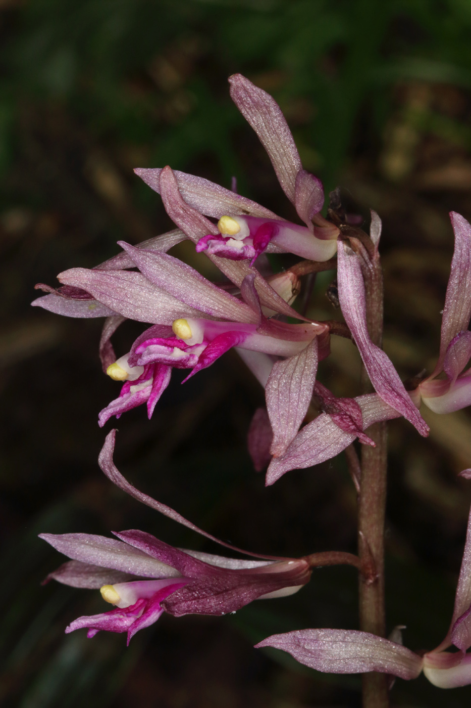 Image of Cremastra appendiculata var. variabilis specimen.