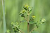 genus Hypericum. Верхушка веточки с развивающимися соцветиями. Татарстан, окр. с. Камское Устье, разнотравно-злаковый луг на высоком обрывистом берегу р. Волга. 06.06.2026.