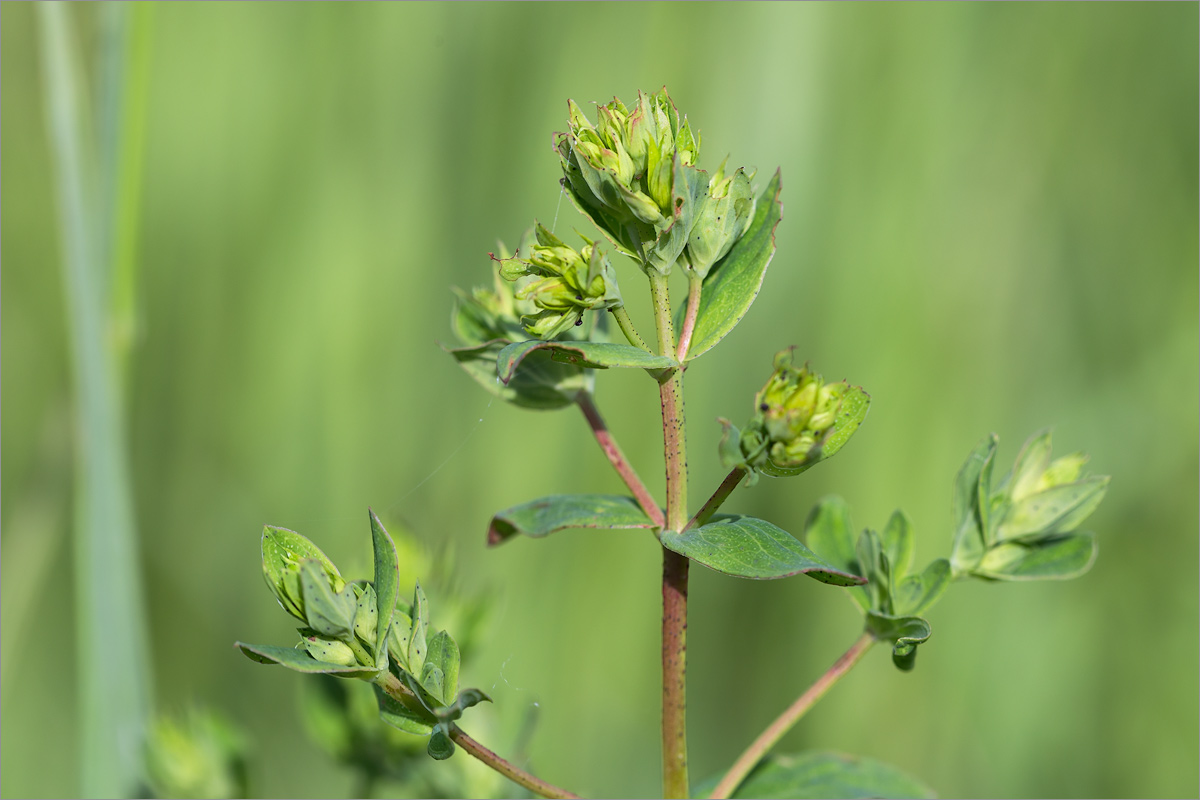 Image of genus Hypericum specimen.
