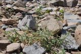 Cerastium arvense. Цветущее растение. Приморье, о. Шкота, коса, каменистый берег моря. 20.07.2026.