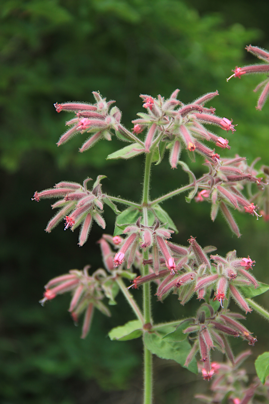Image of Saponaria glutinosa specimen.