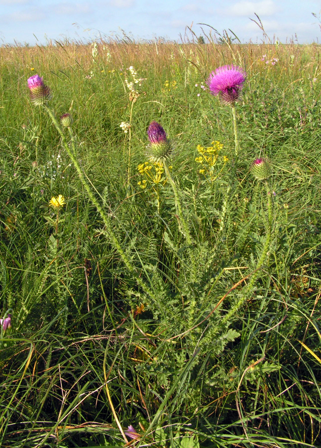 Изображение особи Carduus pseudocollinus.