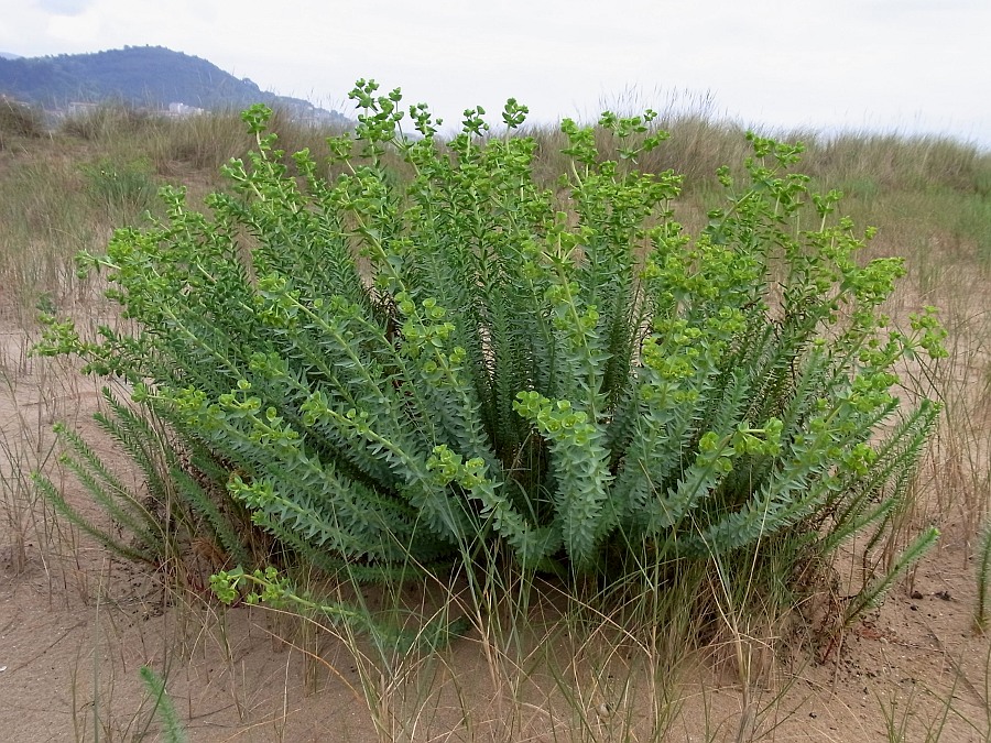 Изображение особи Euphorbia paralias.