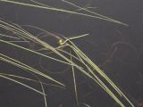 Sparganium gramineum. Цветущее растение на мелководье озера. Окрестности Мурманска, 20.08.2008.