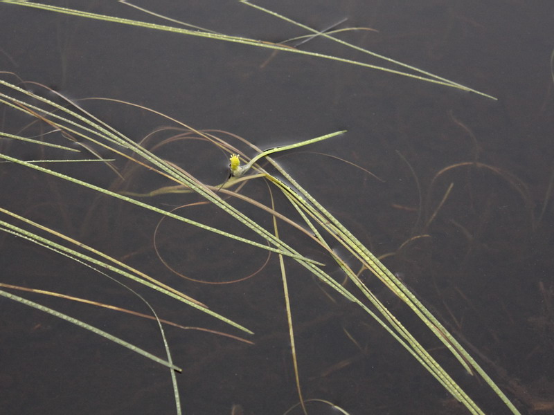 Image of Sparganium gramineum specimen.