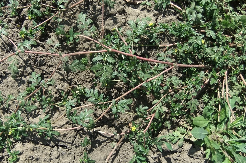 Image of Potentilla supina specimen.