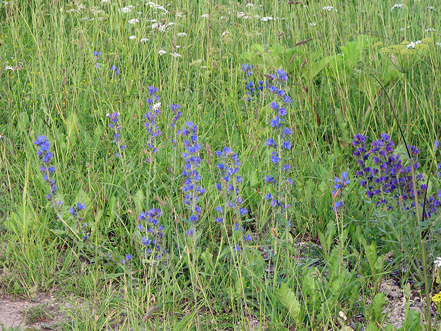 Изображение особи Echium vulgare.