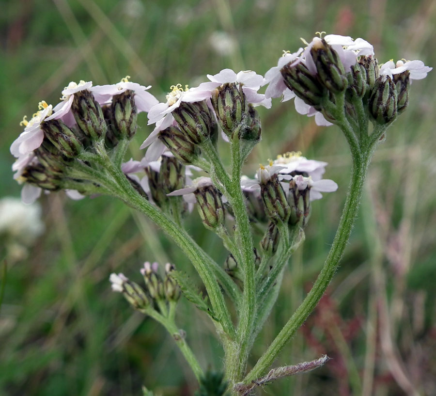 Image of Achillea apiculata specimen.