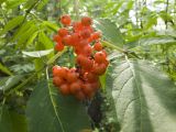 Sambucus racemosa