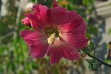 Alcea rosea. Цветок. Московская обл. Раменский р-н, Хрипань, дачный участок. 29.08.2006.