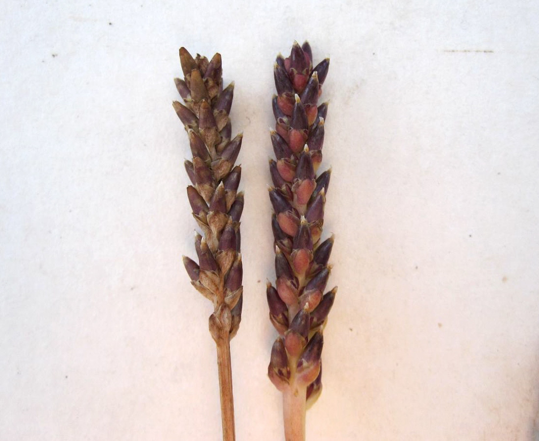 Image of Plantago tenuiflora specimen.