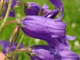 Campanula sibirica